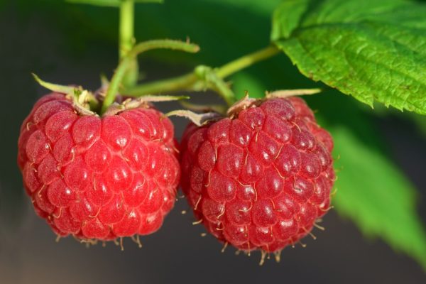 cétone de framboise perte poids