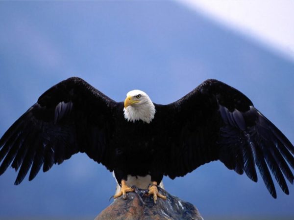 Symbolisme de l'aigle