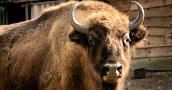 Le symbolisme du bison