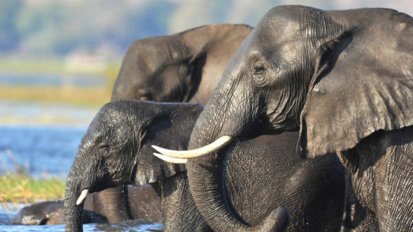 Symbolisme de l'éléphant