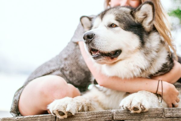 Symbolisme du chien