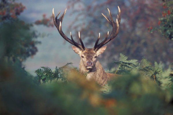 Le symbolisme du Cerf