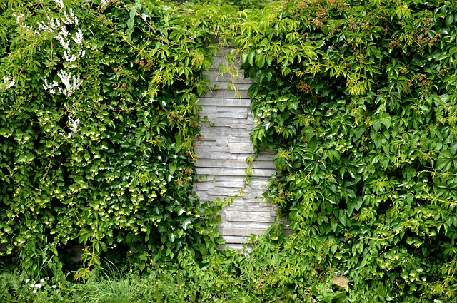 un mur de jardin parfaitement décorer de façon végétale