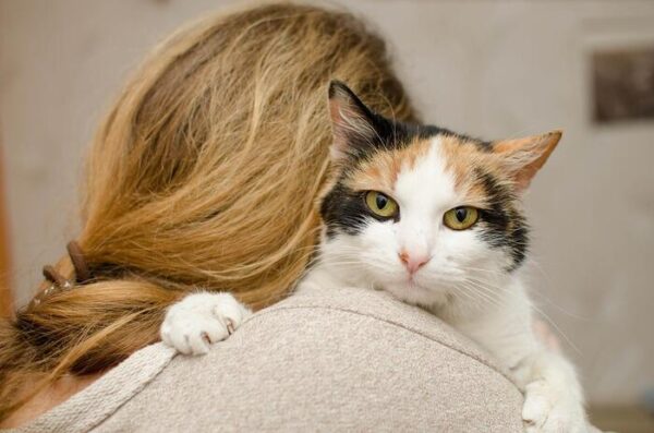 cadeaux-chats