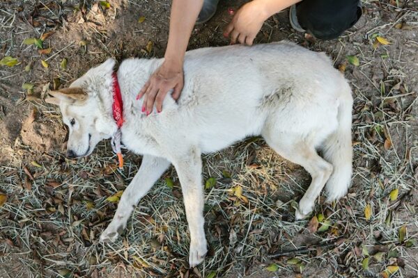 calmer chien