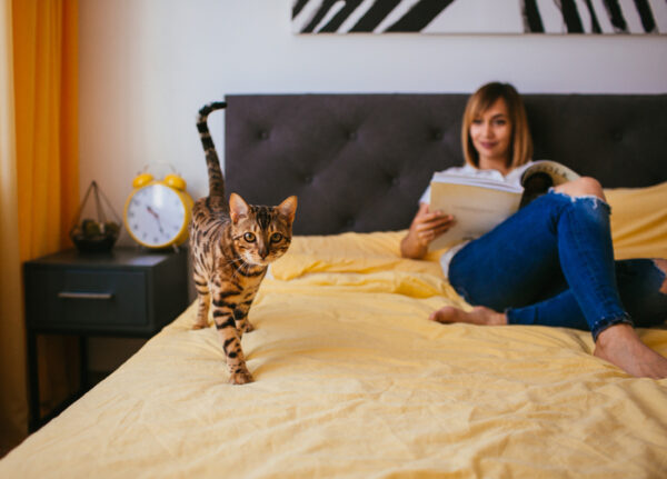 decoration-chambre-chat