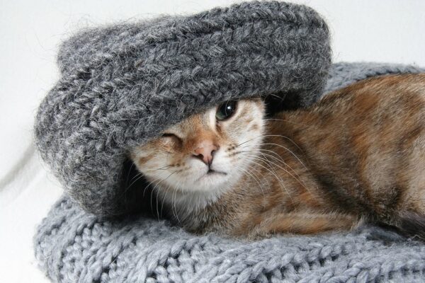 chat mignon