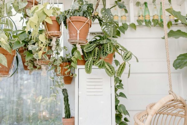 des plantes grimpantes