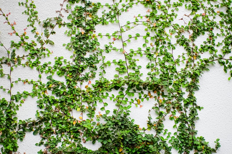 des plantes grimpantes en intérieur