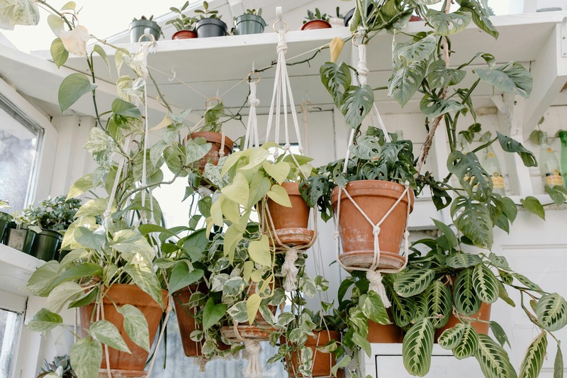 des plantes grimpantes suspendus
