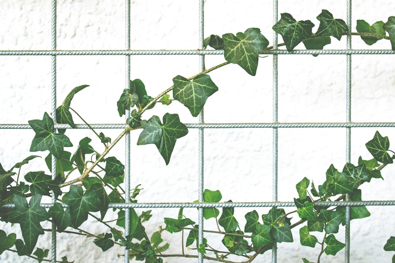 plante grimpante