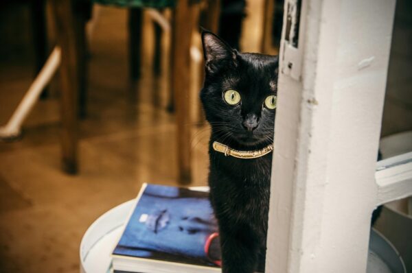 un chat noir avec collier