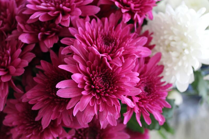 chrysanthème