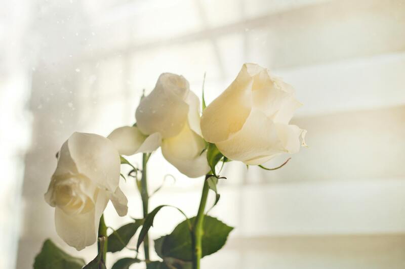 rose blanche